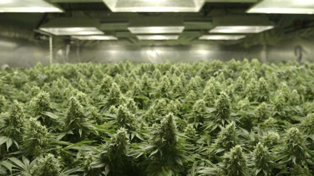 The Haze of Documentary Filmmaking: Britta Erickson on Producing the