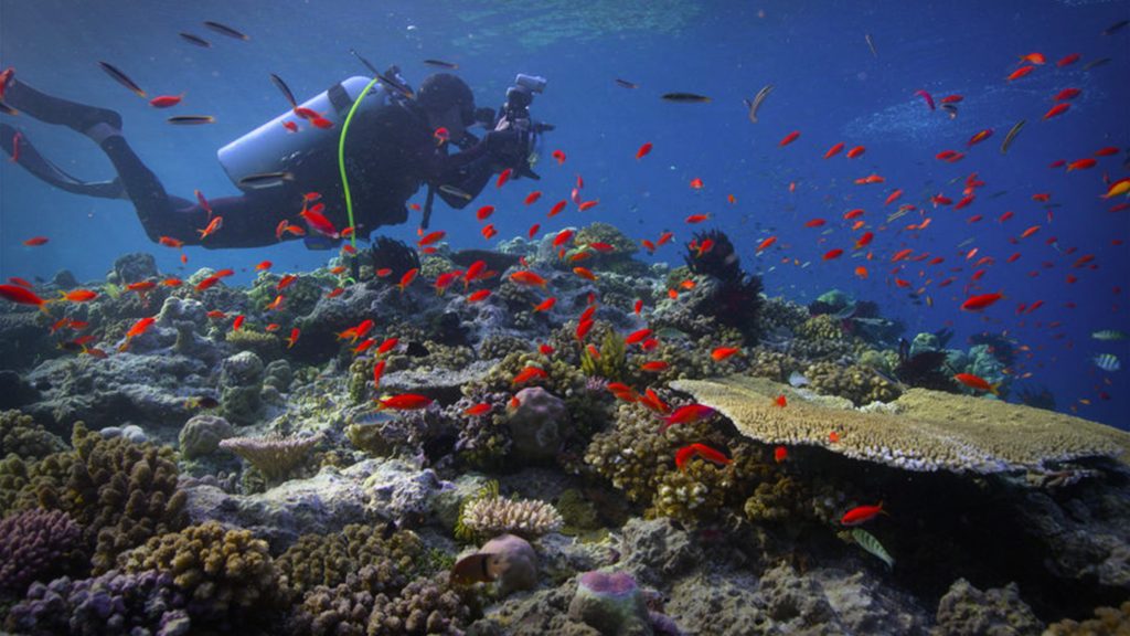 ‘Chasing Coral’ Director Explores Environmental Issues with Emotional