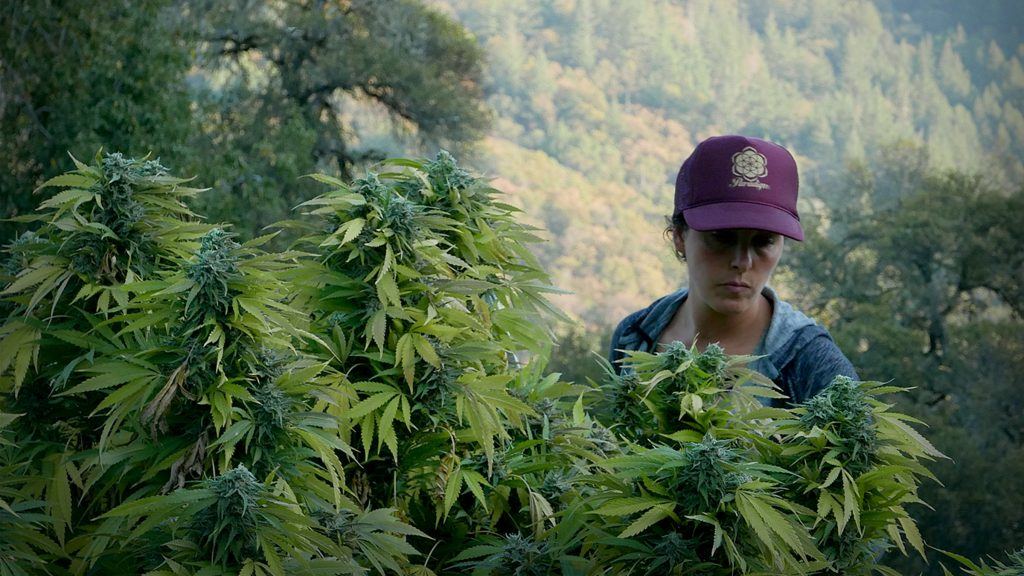 Fiscal Spotlight Legalizes Pot, Hits the Dark Web and Learns to Laugh